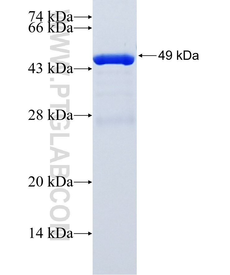 C2orf43 fusion protein Ag36372 SDS-PAGE