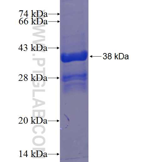 C2orf44 fusion protein Ag23524 SDS-PAGE