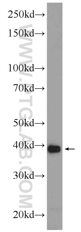Western Blot (WB) analysis of mouse kidney tissue using C2orf47 Polyclonal antibody (24930-1-AP)