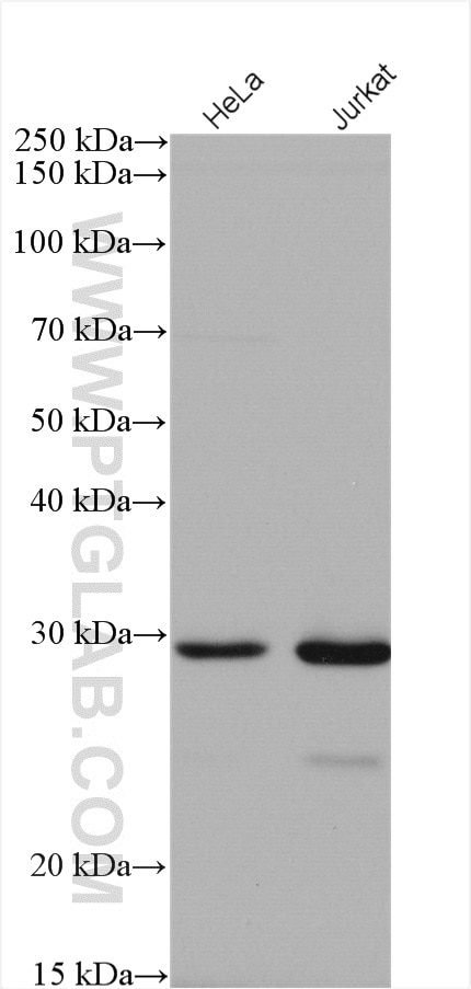 Western Blot (WB) analysis of various lysates using C2orf49 Polyclonal antibody (18272-1-AP)
