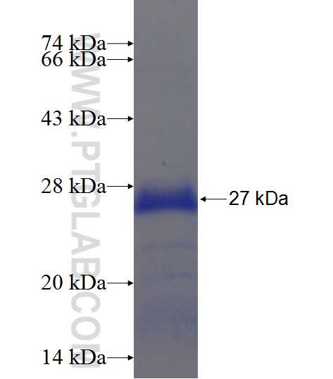 C2orf51 fusion protein Ag21923 SDS-PAGE