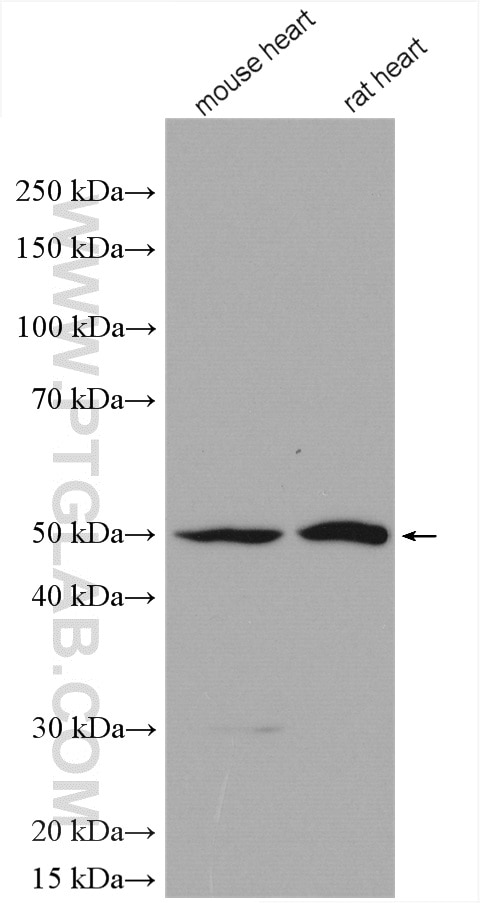 Western Blot (WB) analysis of various lysates using NDUFAF7 Polyclonal antibody (28025-1-AP)