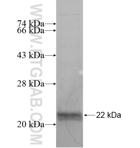 C2orf58 fusion protein Ag14893 SDS-PAGE