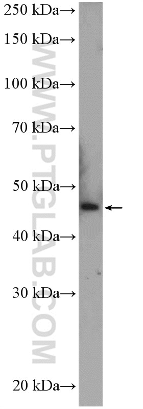 Western Blot (WB) analysis of Jurkat cells using C2orf60 Polyclonal antibody (26145-1-AP)