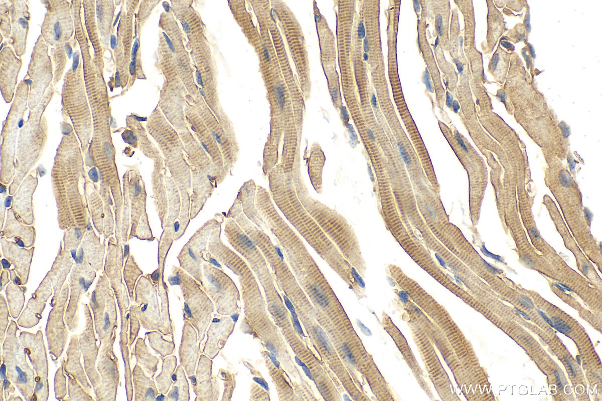 Immunohistochemistry (IHC) staining of mouse heart tissue using C2orf62 Polyclonal antibody (24751-1-AP)