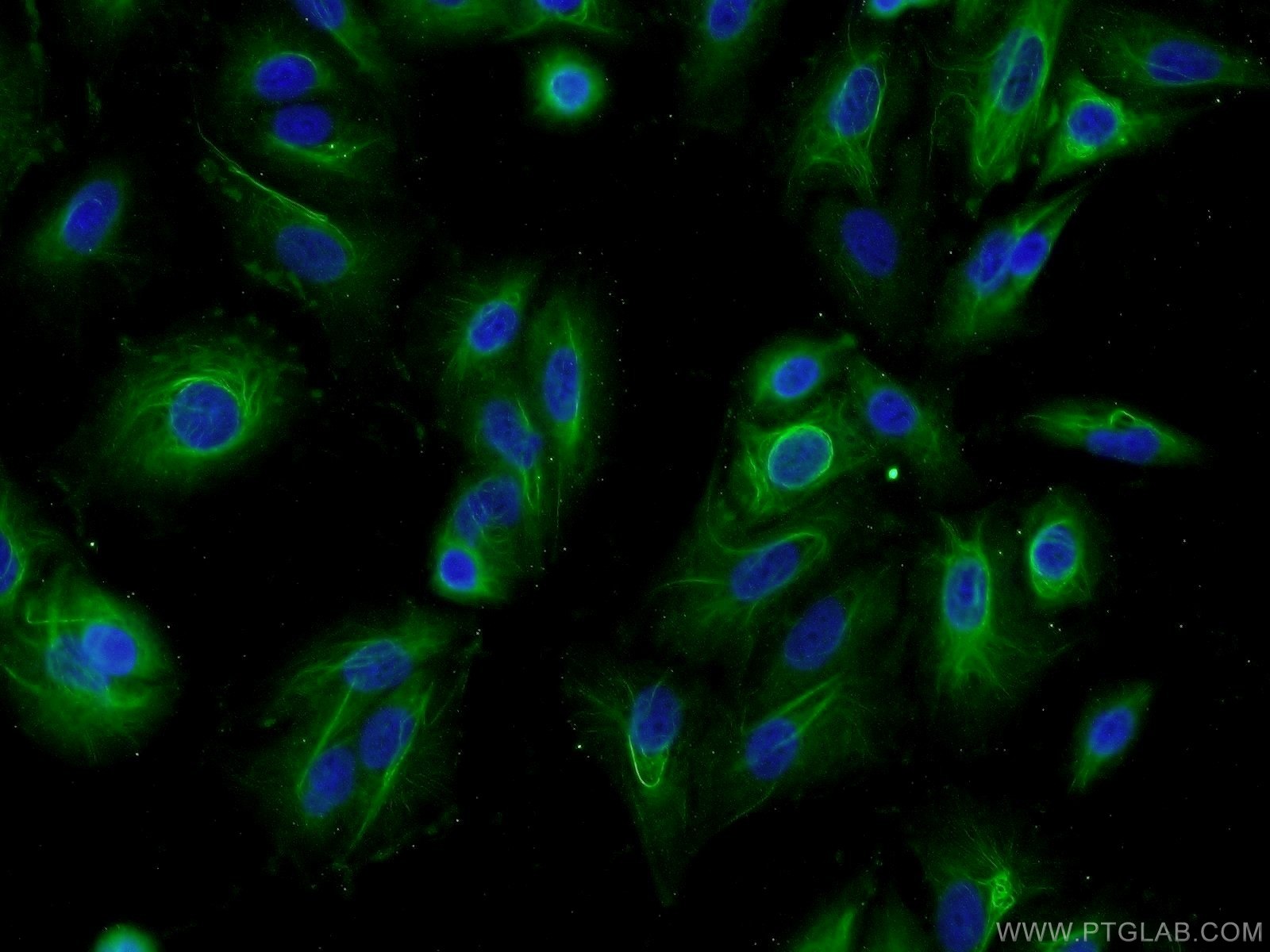 Immunofluorescence (IF) / fluorescent staining of A549 cells using C2orf67 Polyclonal antibody (24183-1-AP)