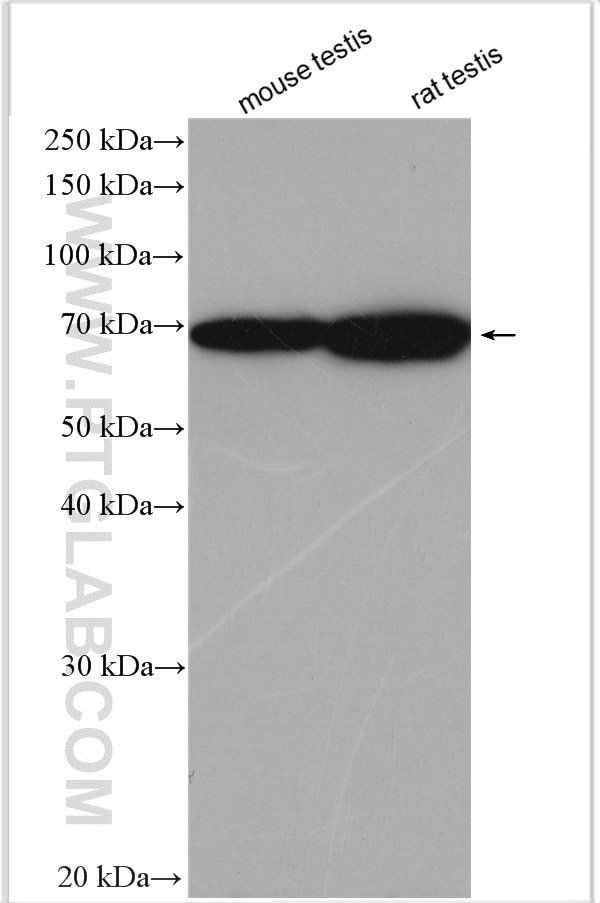 Western Blot (WB) analysis of various lysates using C2orf67 Polyclonal antibody (24183-1-AP)