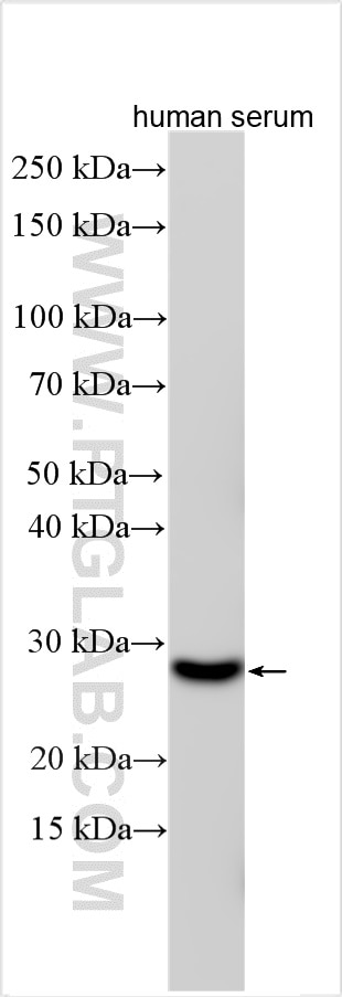 Western Blot (WB) analysis of various lysates using C2orf7 Polyclonal antibody (20616-1-AP)