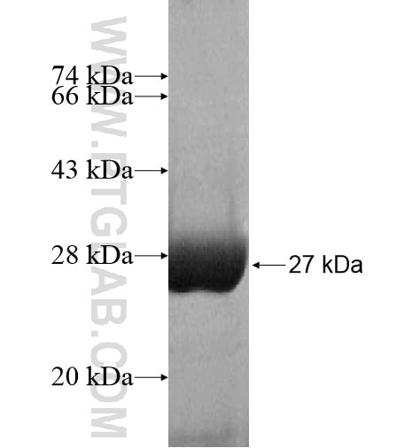 C2orf7 fusion protein Ag15000 SDS-PAGE