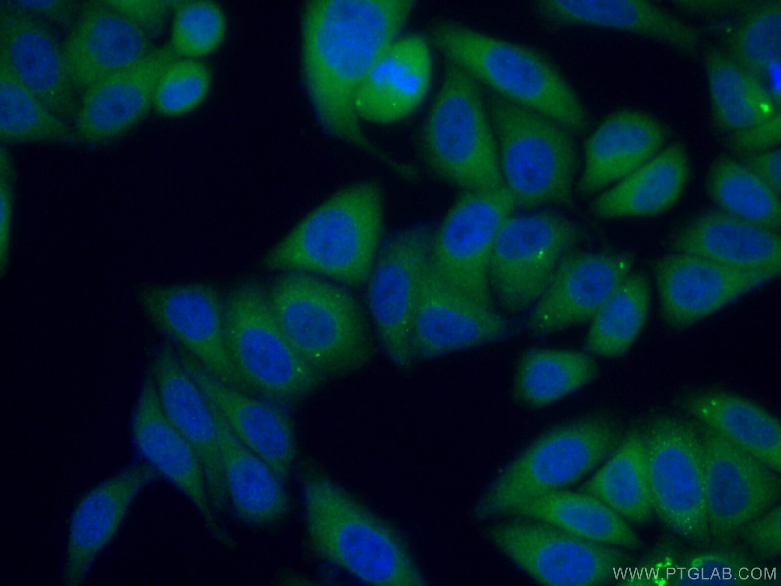 Immunofluorescence (IF) / fluorescent staining of HepG2 cells using C2orf79/PTRHD1 Polyclonal antibody (25576-1-AP)