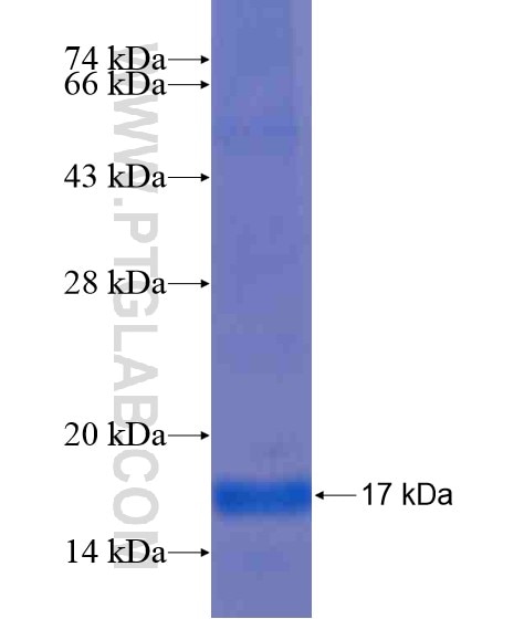 C2orf83 fusion protein Ag19802 SDS-PAGE