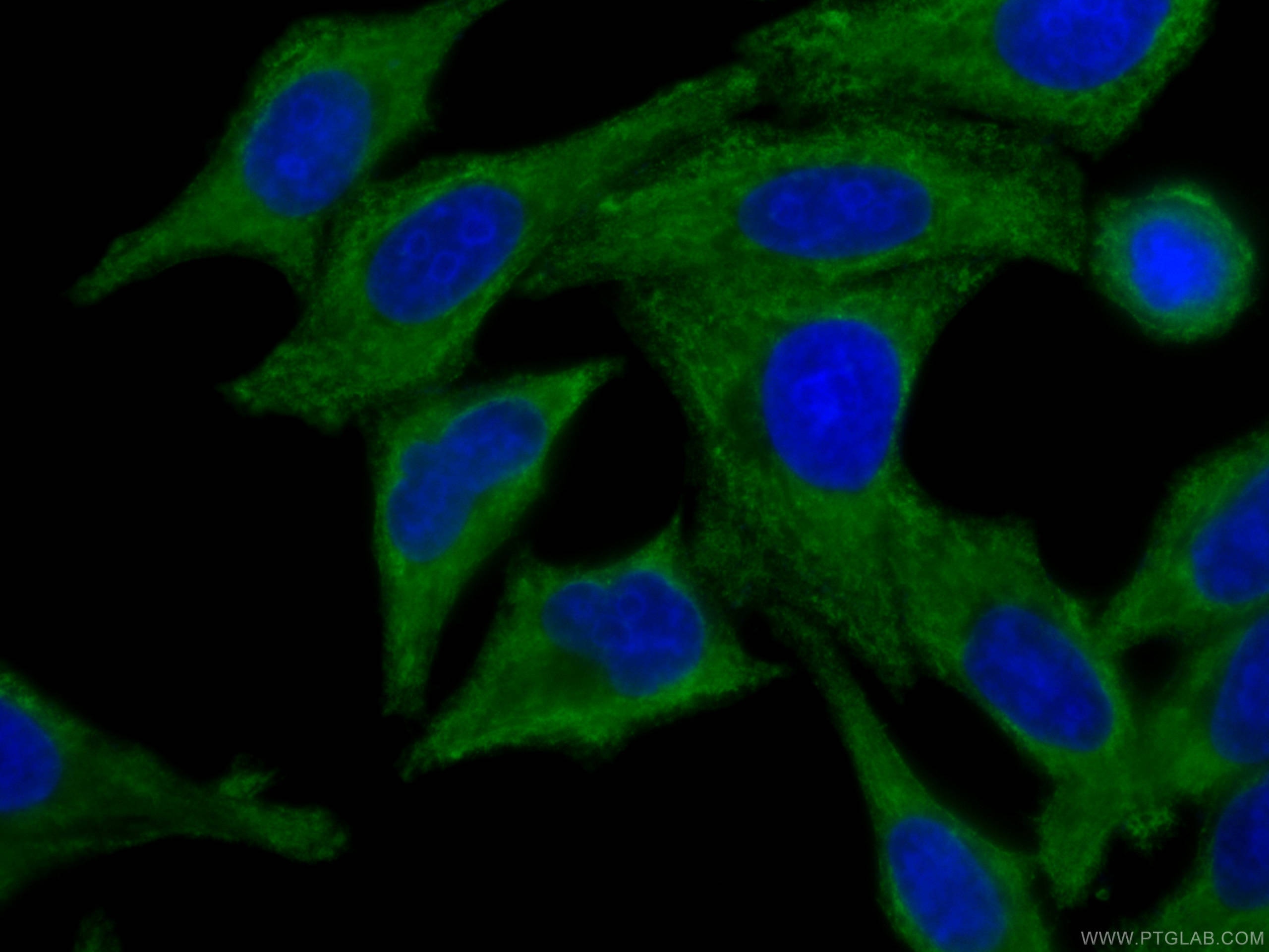 Immunofluorescence (IF) / fluorescent staining of HepG2 cells using CoraLite®488-conjugated C3/C3b/C3c Monoclonal anti (CL488-66157)