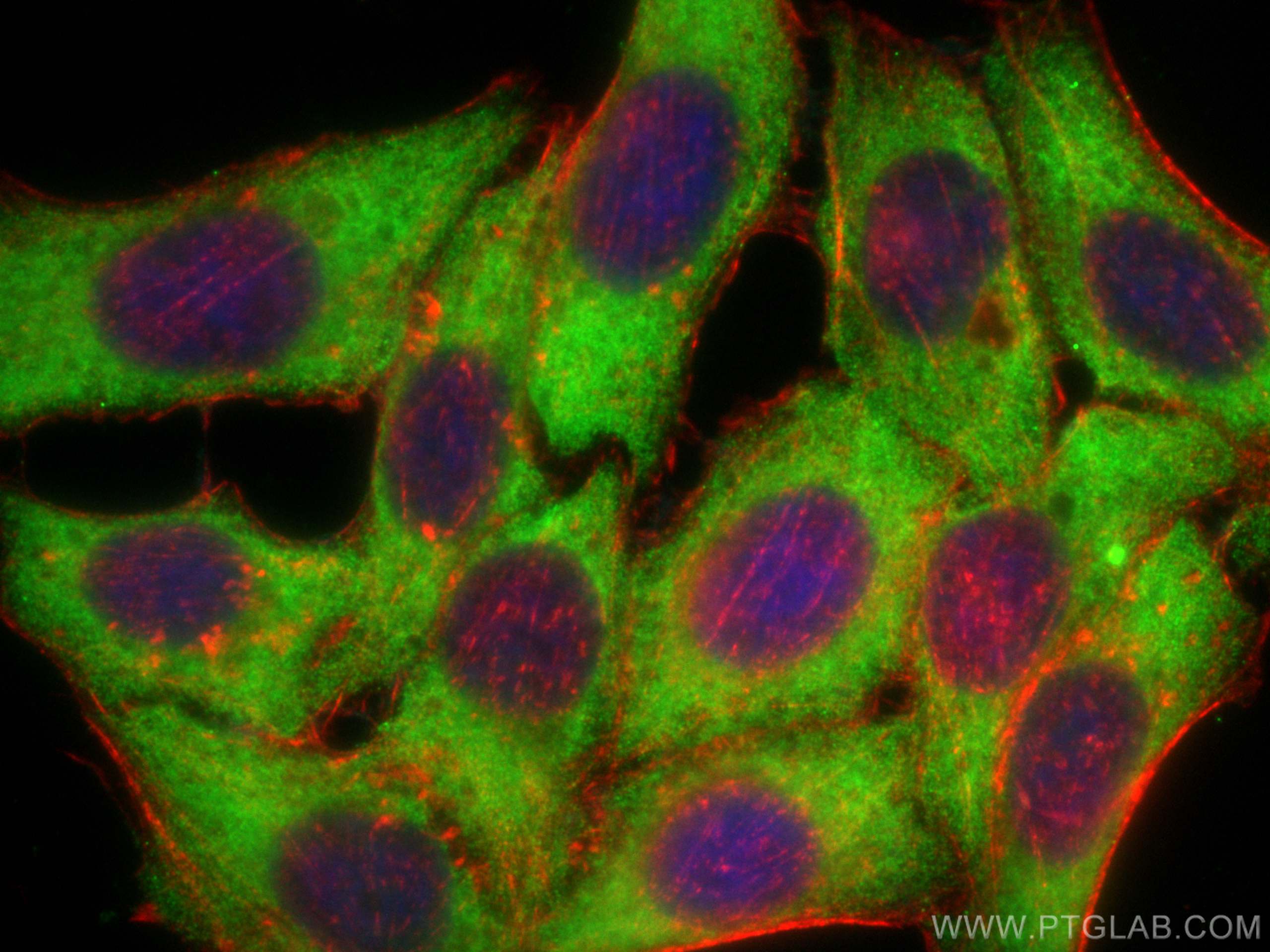 Immunofluorescence (IF) / fluorescent staining of HepG2 cells using CoraLite® Plus 488-conjugated C3/C3b/C3c Monoclona (CL488-66157)