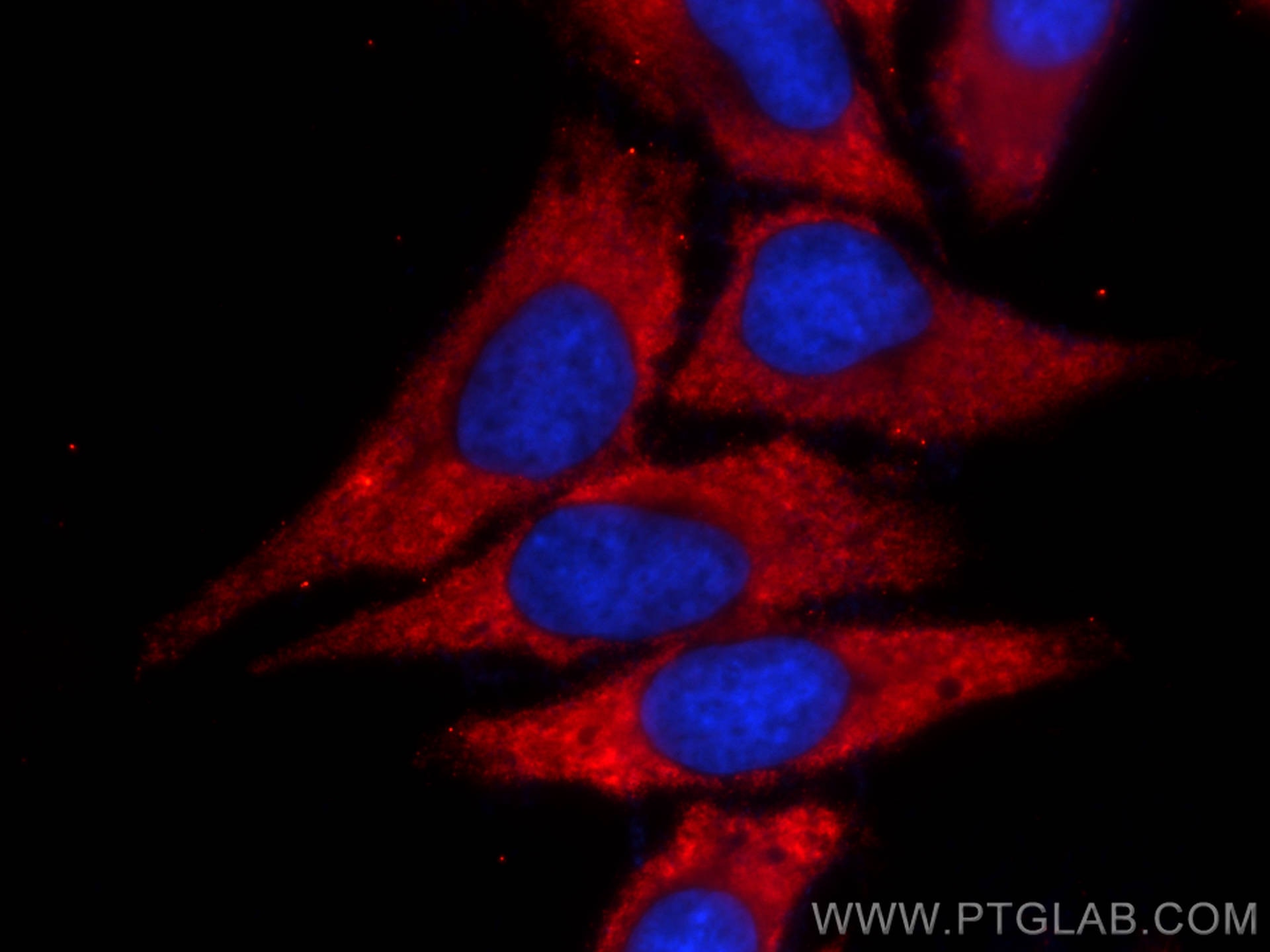 Immunofluorescence (IF) / fluorescent staining of HepG2 cells using CoraLite®594-conjugated C3/C3b/C3c Monoclonal anti (CL594-66157)