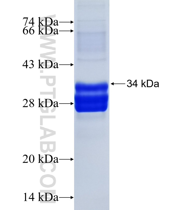 C3 fusion protein Ag25612 SDS-PAGE