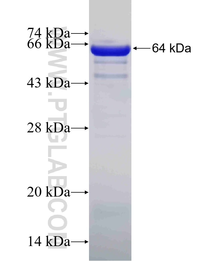 C3 fusion protein Ag15537 SDS-PAGE