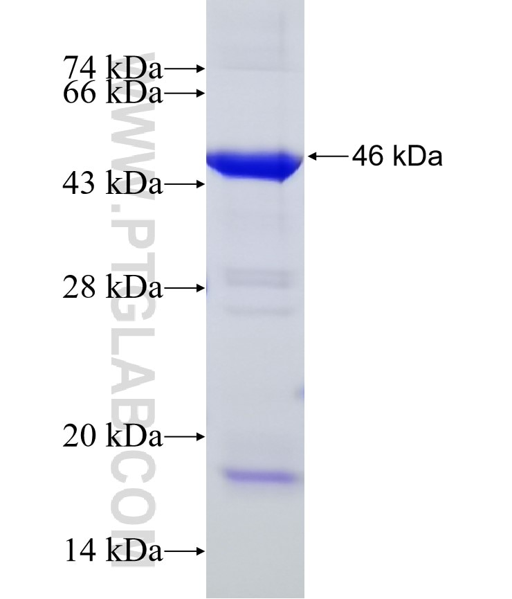 C3 fusion protein Ag15955 SDS-PAGE