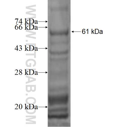 C3AR1 fusion protein Ag2471 SDS-PAGE