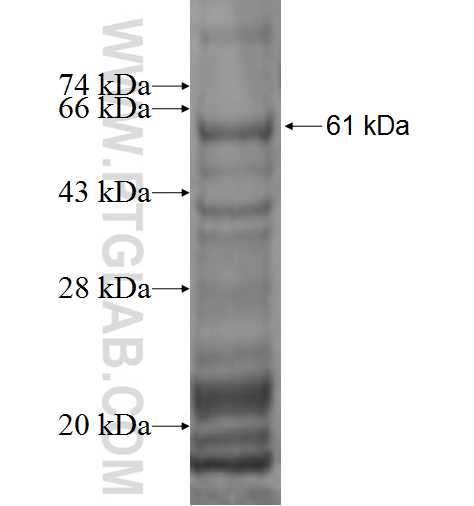 C3AR1 fusion protein Ag2471 SDS-PAGE C3AR1 fusion protein Ag2471 SDS-PAGE