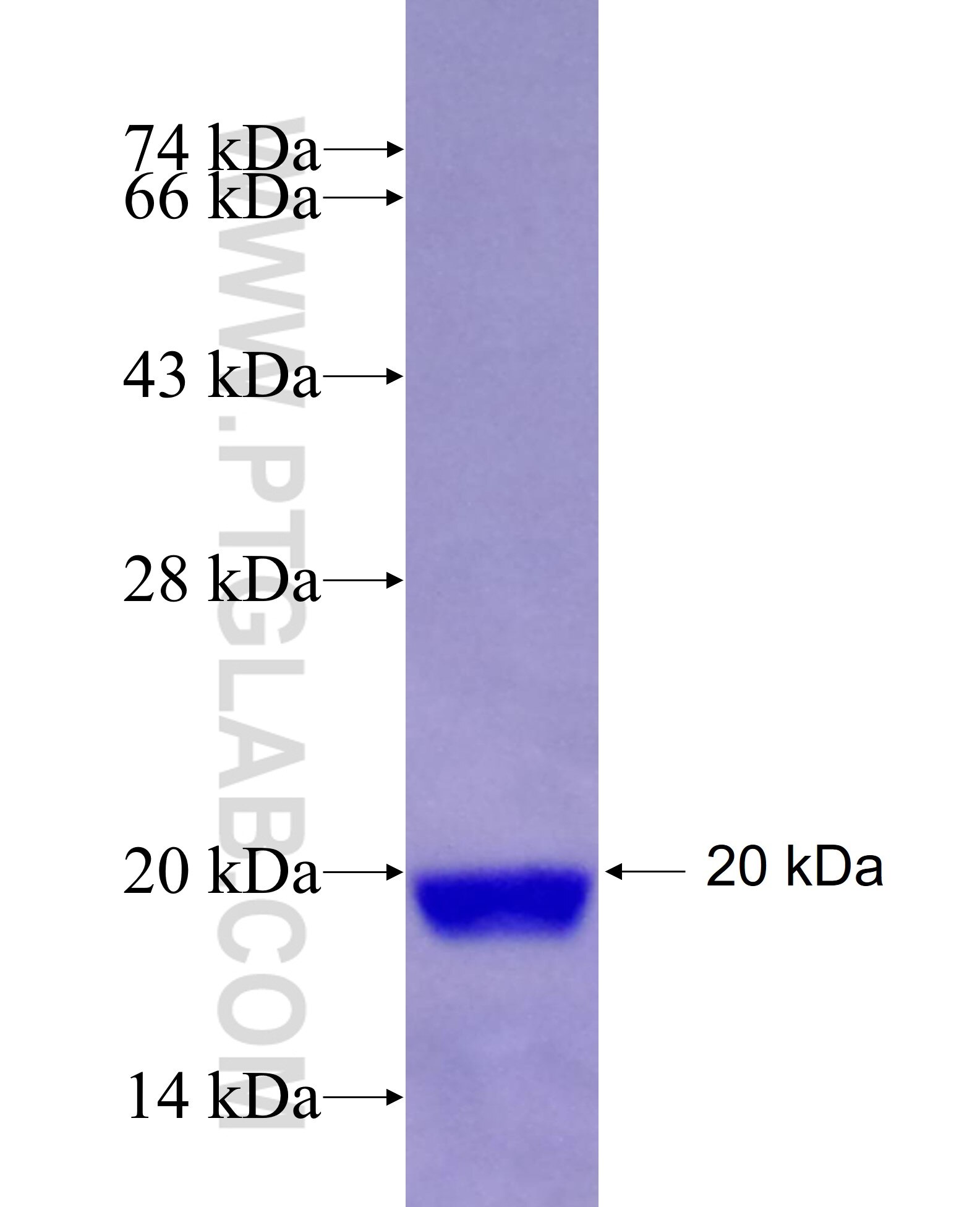 C3orf14 fusion protein Ag29169 SDS-PAGE