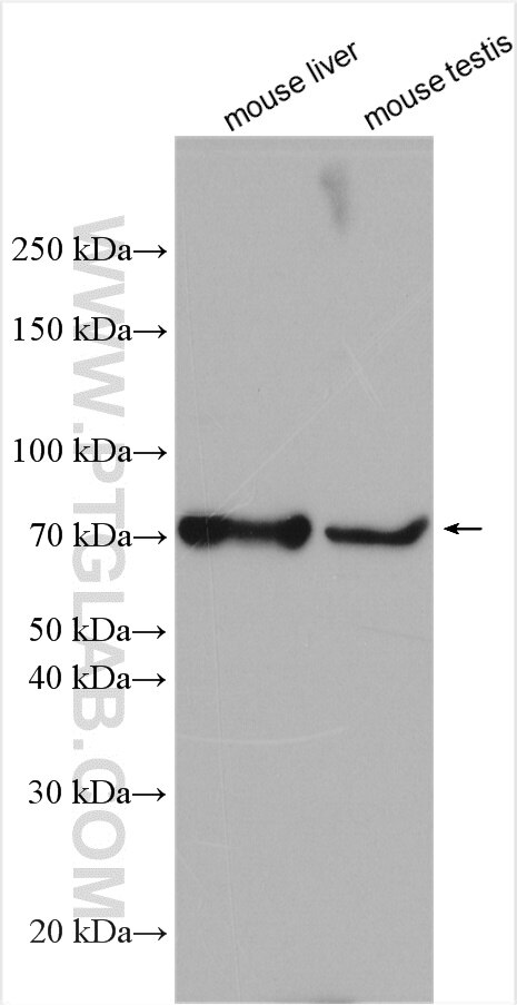 Western Blot (WB) analysis of various lysates using C3orf15 Polyclonal antibody (27967-1-AP)