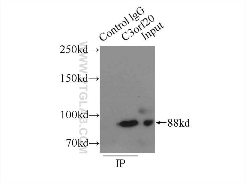 Immunoprecipitation (IP) experiment of mouse brain tissue using C3orf20 Polyclonal antibody (20906-1-AP)