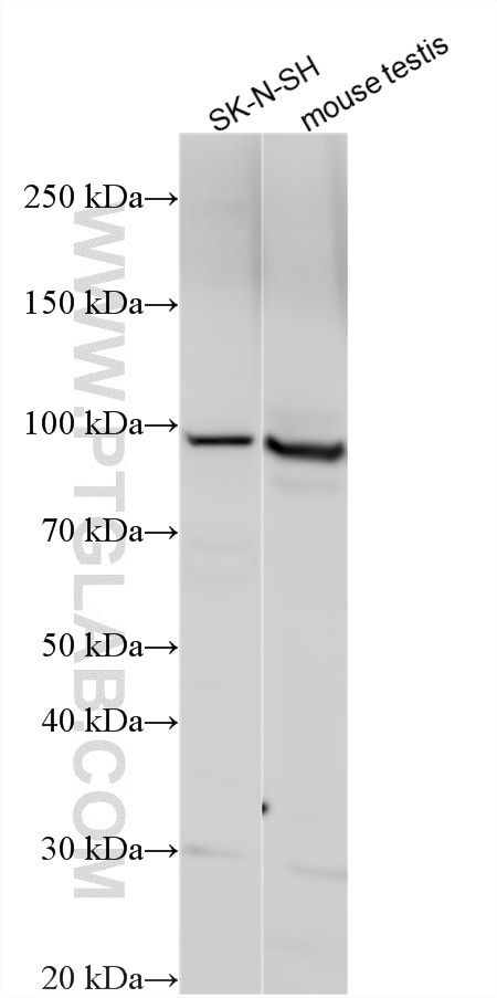 Western Blot (WB) analysis of various lysates using C3orf20 Polyclonal antibody (20906-1-AP)