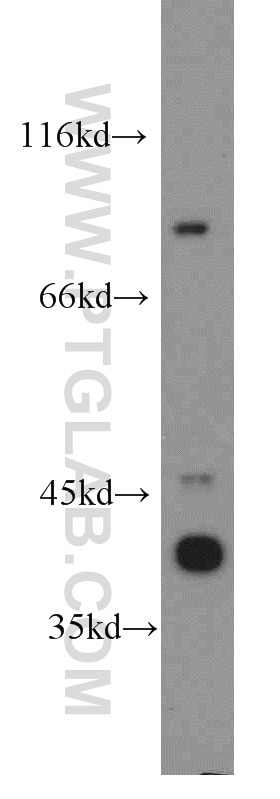 Western Blot (WB) analysis of mouse brain tissue using C3orf20 Polyclonal antibody (20906-1-AP)