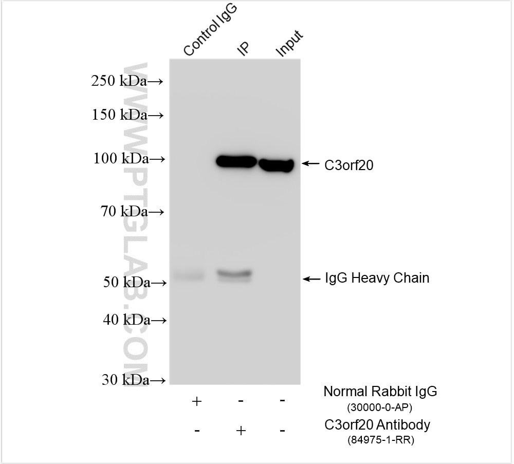 Immunoprecipitation (IP) experiment of DU 145 cells using C3orf20 Recombinant antibody (84975-1-RR)