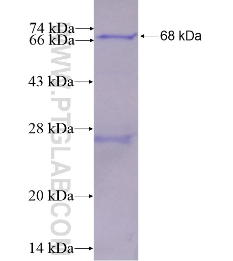 C3orf20 fusion protein Ag15031 SDS-PAGE