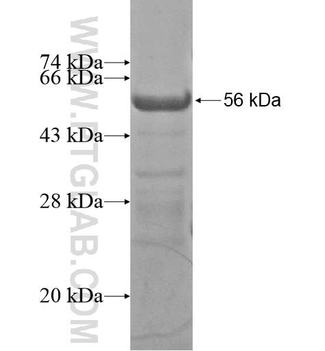C3orf20 fusion protein Ag15444 SDS-PAGE