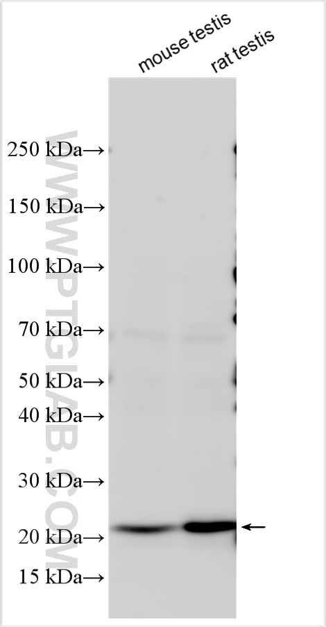 Western Blot (WB) analysis of various lysates using C3orf22 Polyclonal antibody (32918-1-AP)