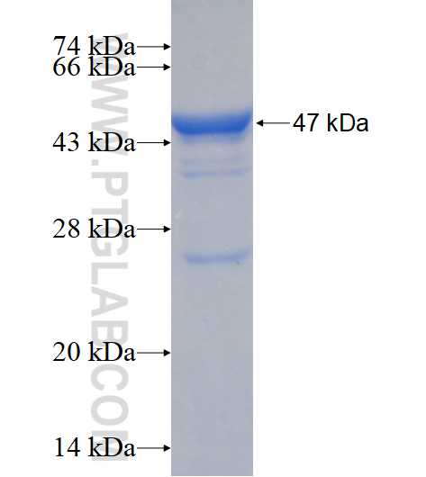 C3orf23 fusion protein Ag16926 SDS-PAGE