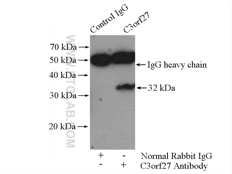Immunoprecipitation (IP) experiment of HeLa cells using C3orf27 Polyclonal antibody (26114-1-AP)