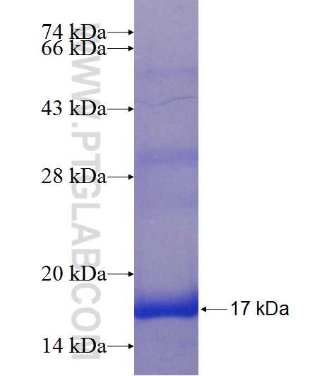 C3orf27 fusion protein Ag23550 SDS-PAGE