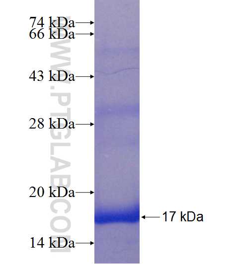 C3orf27 fusion protein Ag23550 SDS-PAGE
