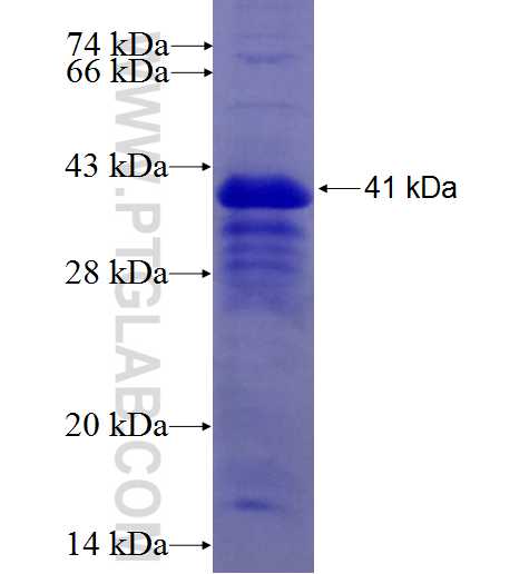 C3orf31 fusion protein Ag26826 SDS-PAGE