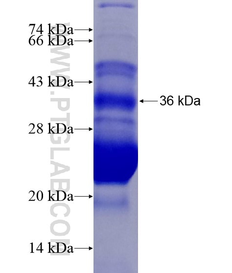 C3orf36 fusion protein Ag19725 SDS-PAGE
