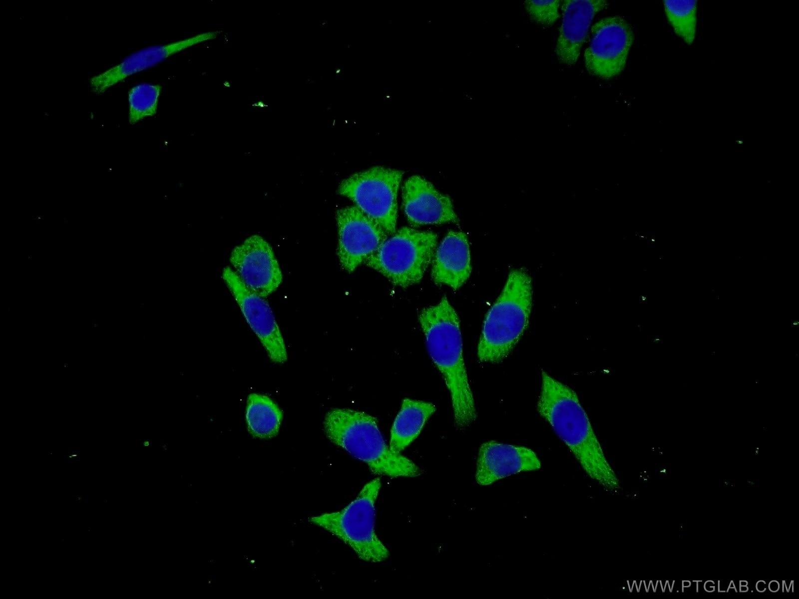 Immunofluorescence (IF) / fluorescent staining of L02 cells using C3orf38 Polyclonal antibody (25510-1-AP)