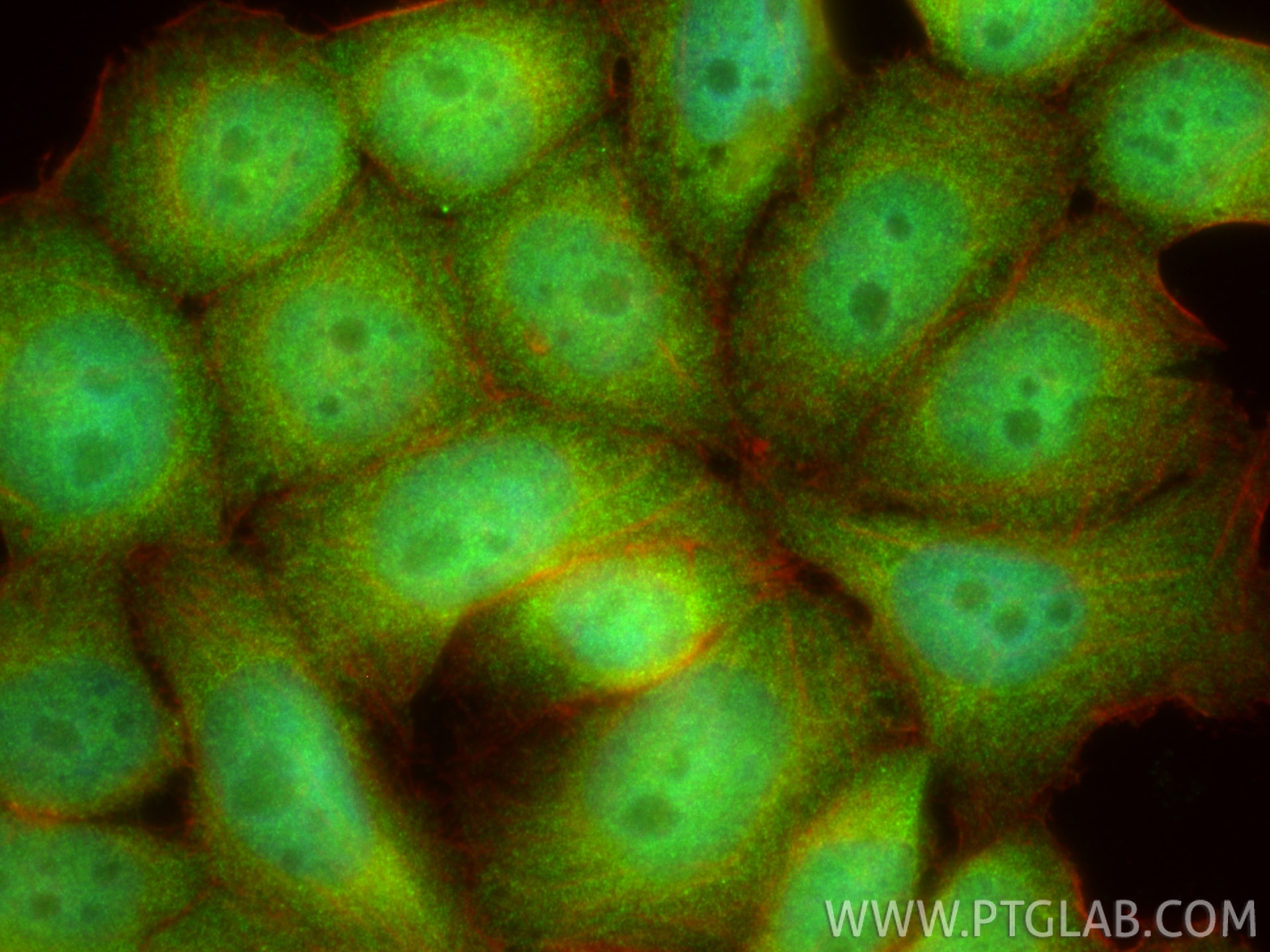 Immunofluorescence (IF) / fluorescent staining of L02 cells using C3orf38 Polyclonal antibody (25510-1-AP)