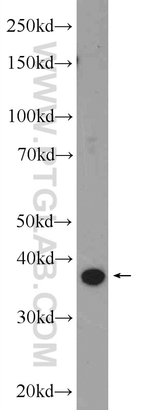 Western Blot (WB) analysis of Neuro-2a cells using C3orf38 Polyclonal antibody (25510-1-AP)