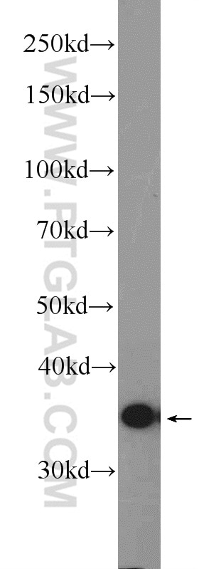 Western Blot (WB) analysis of L02 cells using C3orf38 Polyclonal antibody (25510-1-AP)