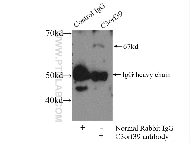 Immunoprecipitation (IP) experiment of mouse skeletal muscle tissue using C3orf39 Polyclonal antibody (25575-1-AP)