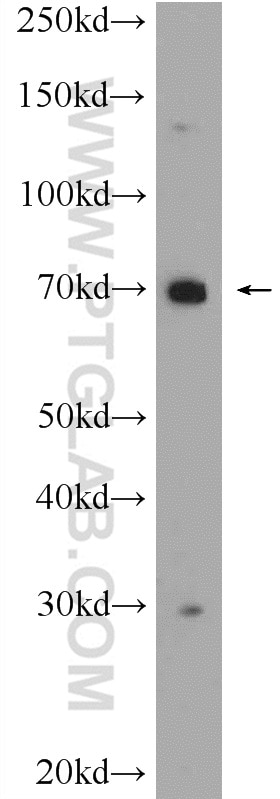 Western Blot (WB) analysis of mouse skeletal muscle tissue using C3orf39 Polyclonal antibody (25575-1-AP)