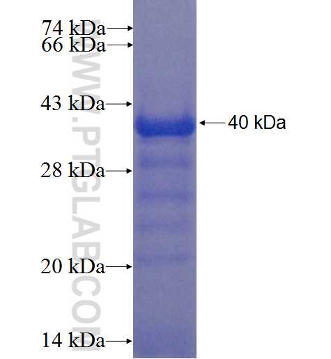 C3orf39 fusion protein Ag22424 SDS-PAGE