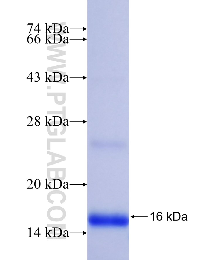 C3orf57 fusion protein Ag38122 SDS-PAGE