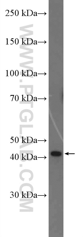Western Blot (WB) analysis of HEK-293 cells using C3orf58 Polyclonal antibody (27145-1-AP)