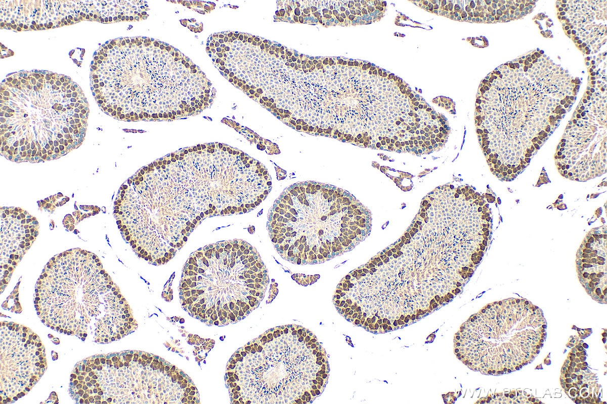 IHC staining of mouse testis using 32718-1-AP (same clone as 32718-1-PBS) Immunohistochemistry (IHC) staining of mouse testis tissue using C3orf62 Polyclonal antibody (32718-1-AP)