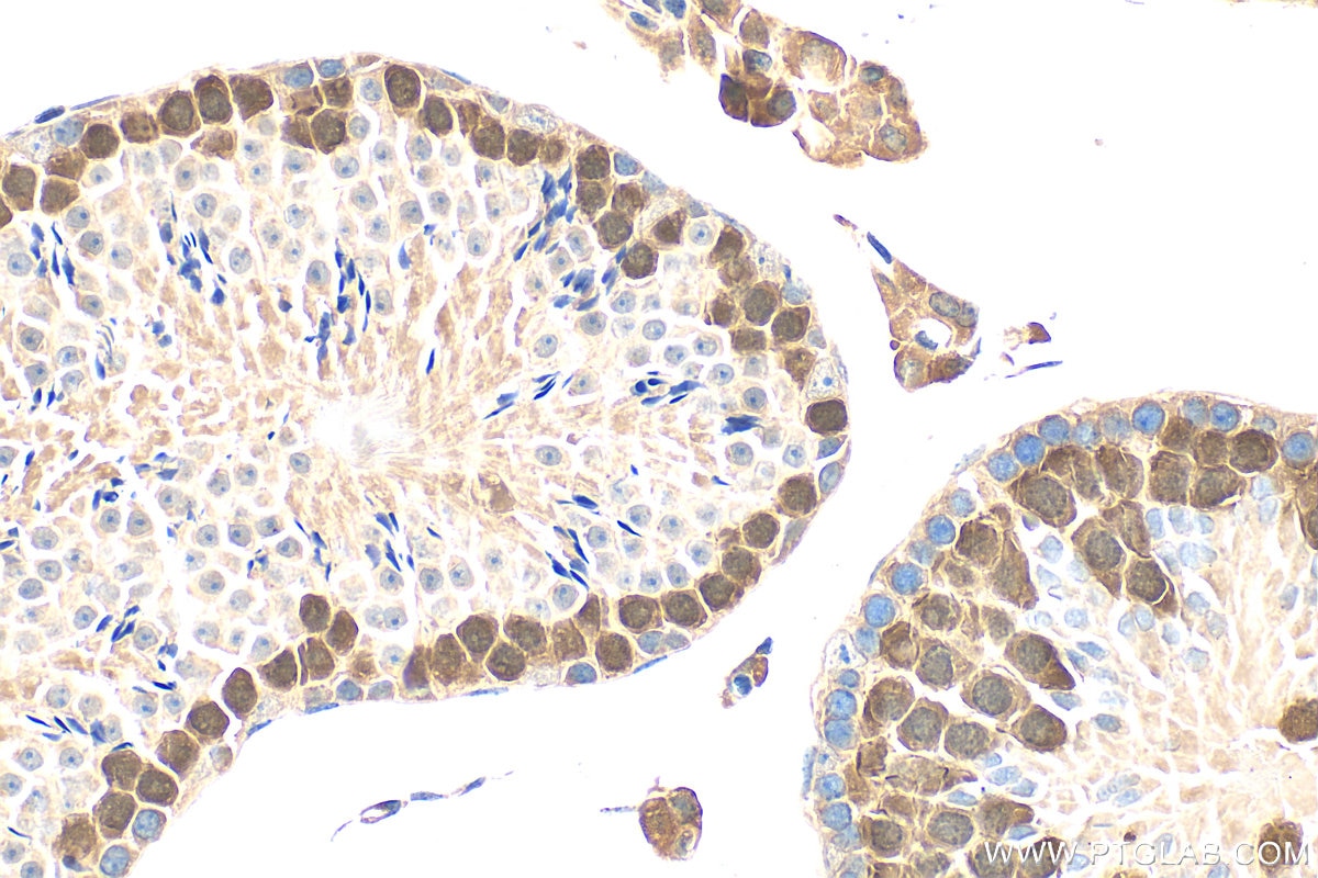 IHC staining of mouse testis using 32718-1-AP (same clone as 32718-1-PBS) Immunohistochemistry (IHC) staining of mouse testis tissue using C3orf62 Polyclonal antibody (32718-1-AP)