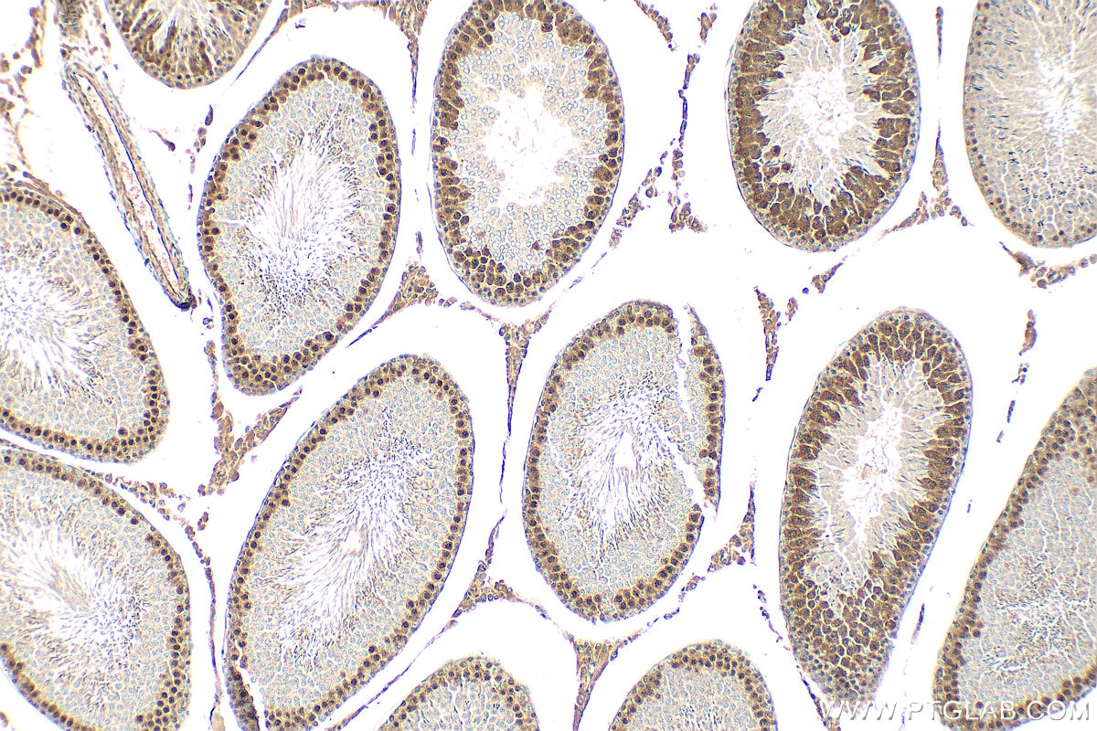 IHC staining of rat testis using 32718-1-AP (same clone as 32718-1-PBS) Immunohistochemistry (IHC) staining of rat testis tissue using C3orf62 Polyclonal antibody (32718-1-AP)
